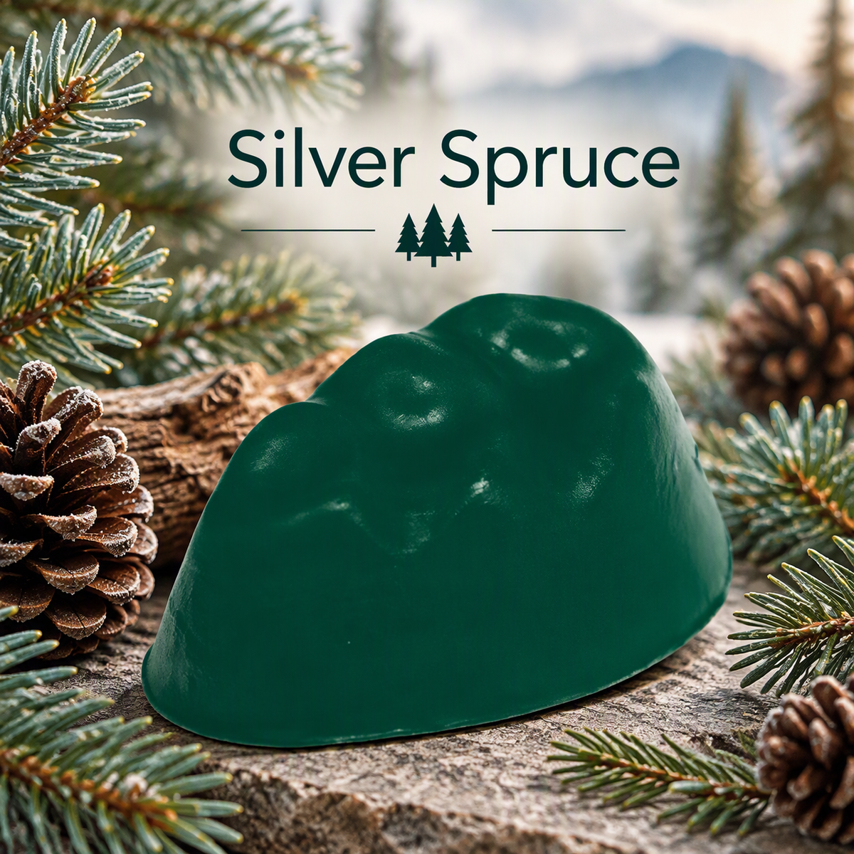 Silver Spruce