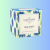 Rainforest Dreams<br> <br>Bamboo / Mediterranean Fig / Ocean / White Tea & Ginger