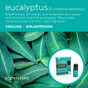 Eucalyptus - 100% Essential Oil
