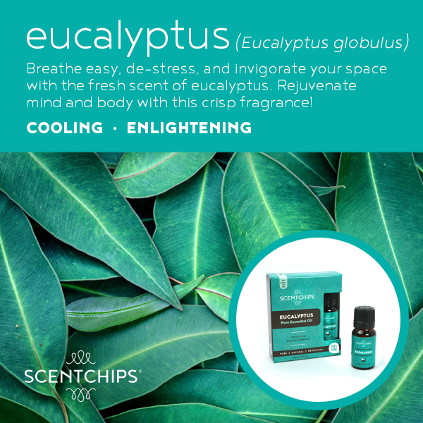 Eucalyptus - 100% Essential Oil